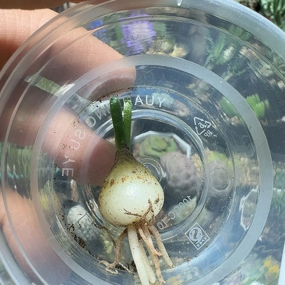 布***布244大苍角殿脱土发货