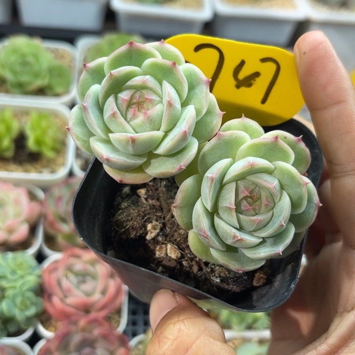 白芷珍妮双头3747