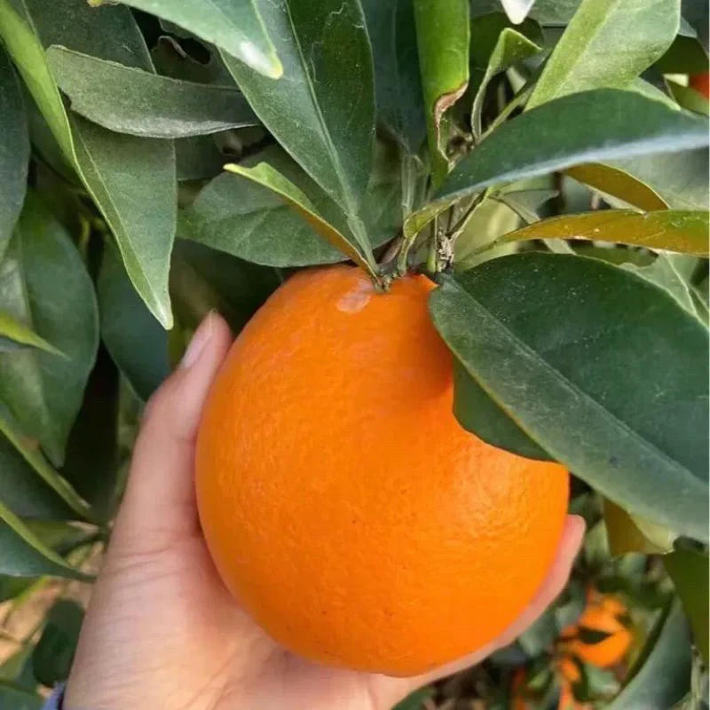 湖北秭归九月红果园现摘新鲜时令水果脐橙9斤