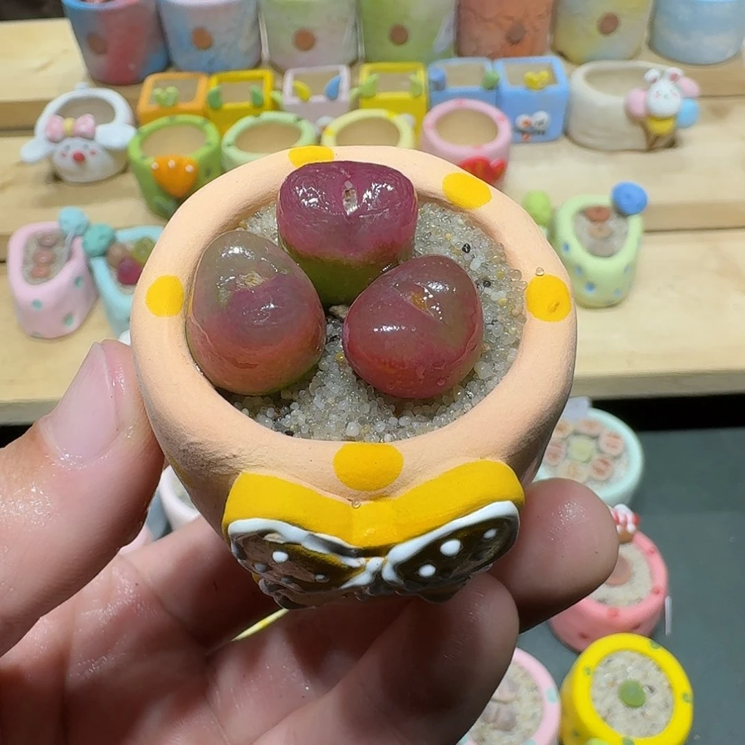 红陶蘑菇444毛汉尼