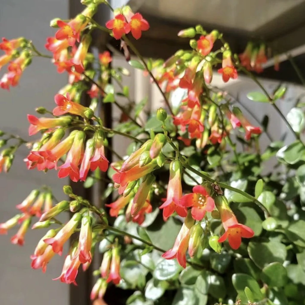 长寿花园～【红灯笼】多颗苗 颗型小 介意勿拍