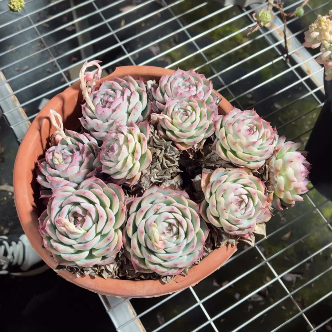 侧影一物一拍2111