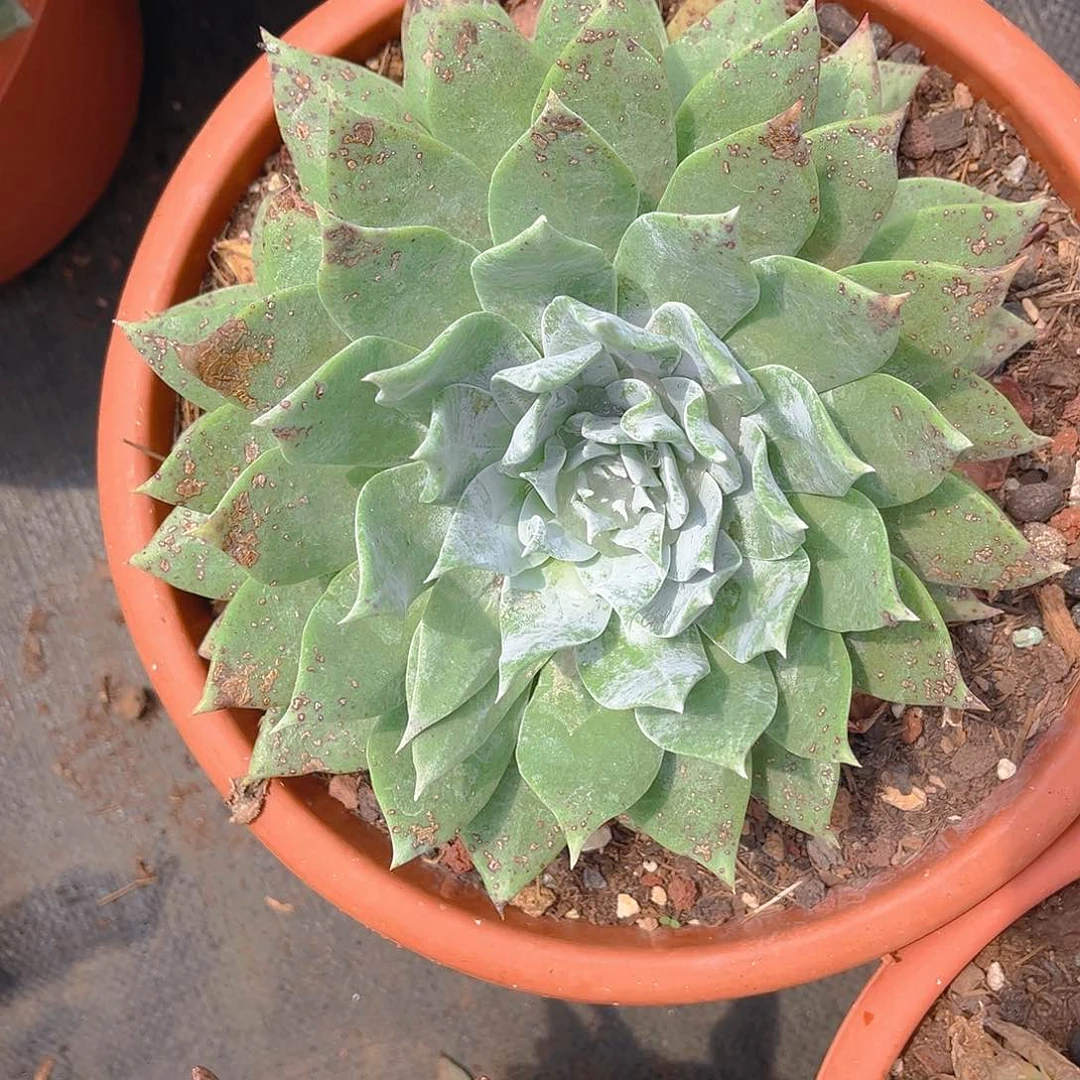 卷叶雪山老1330单头