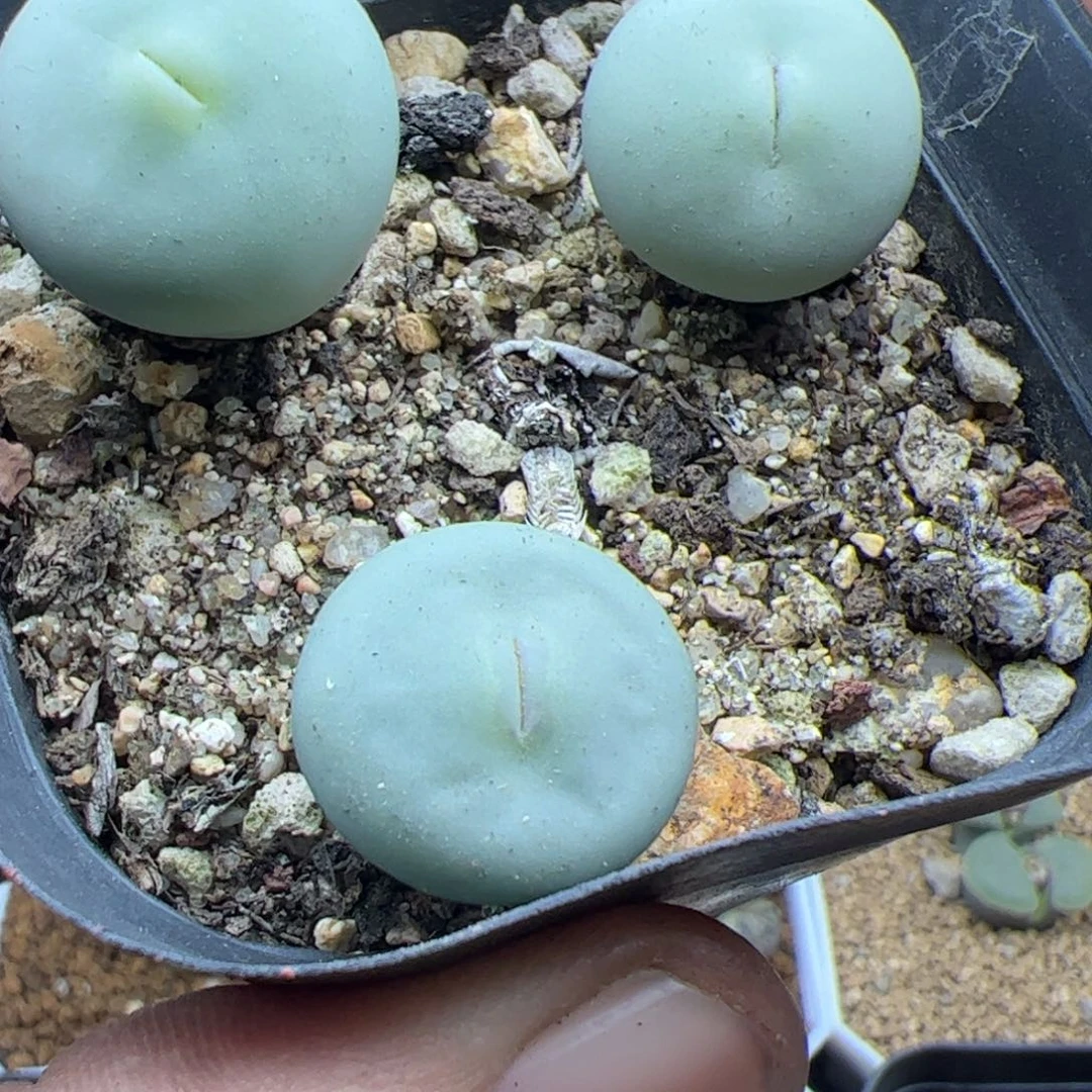 大家过年好22443