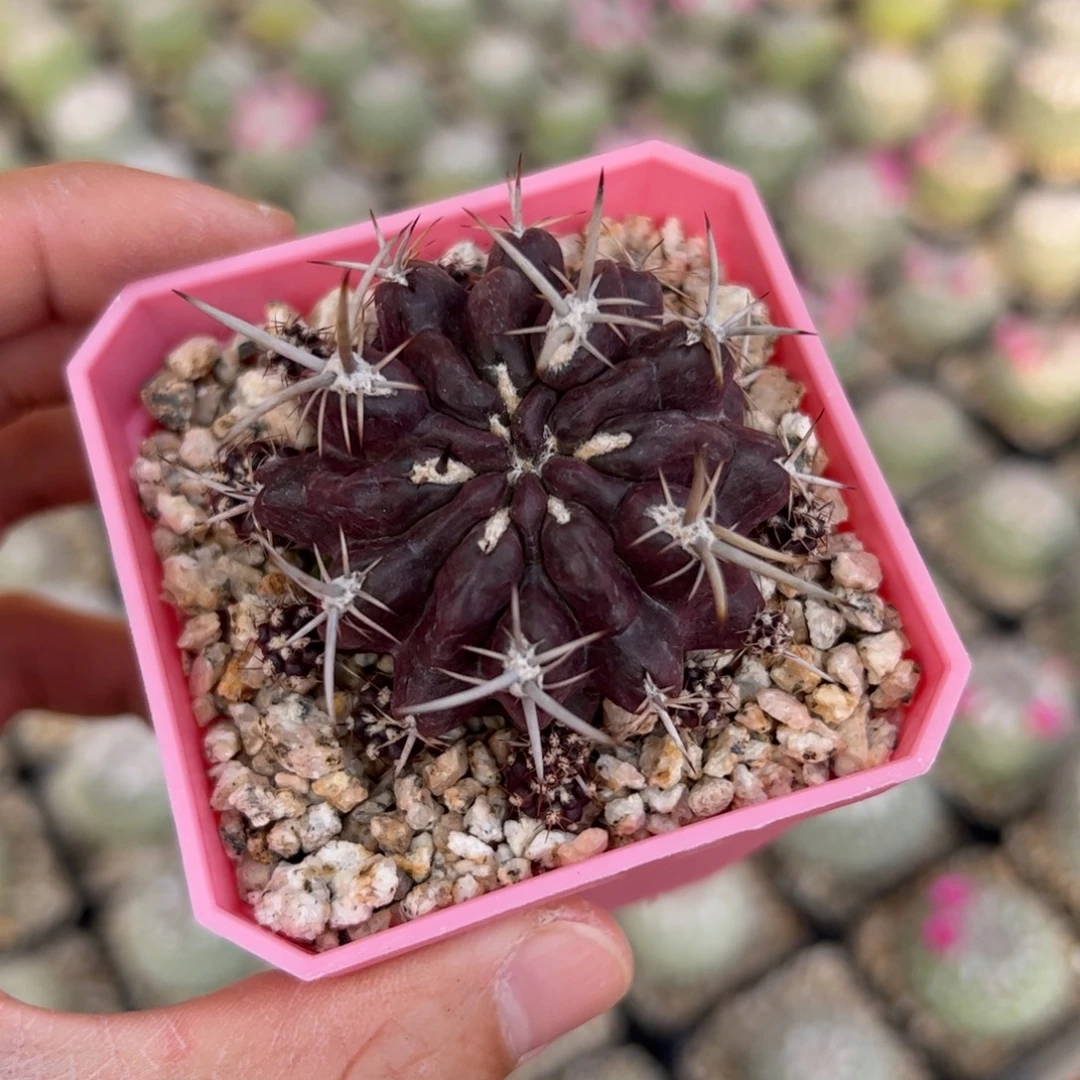 登阳侧芽繁殖脱土发货多肉