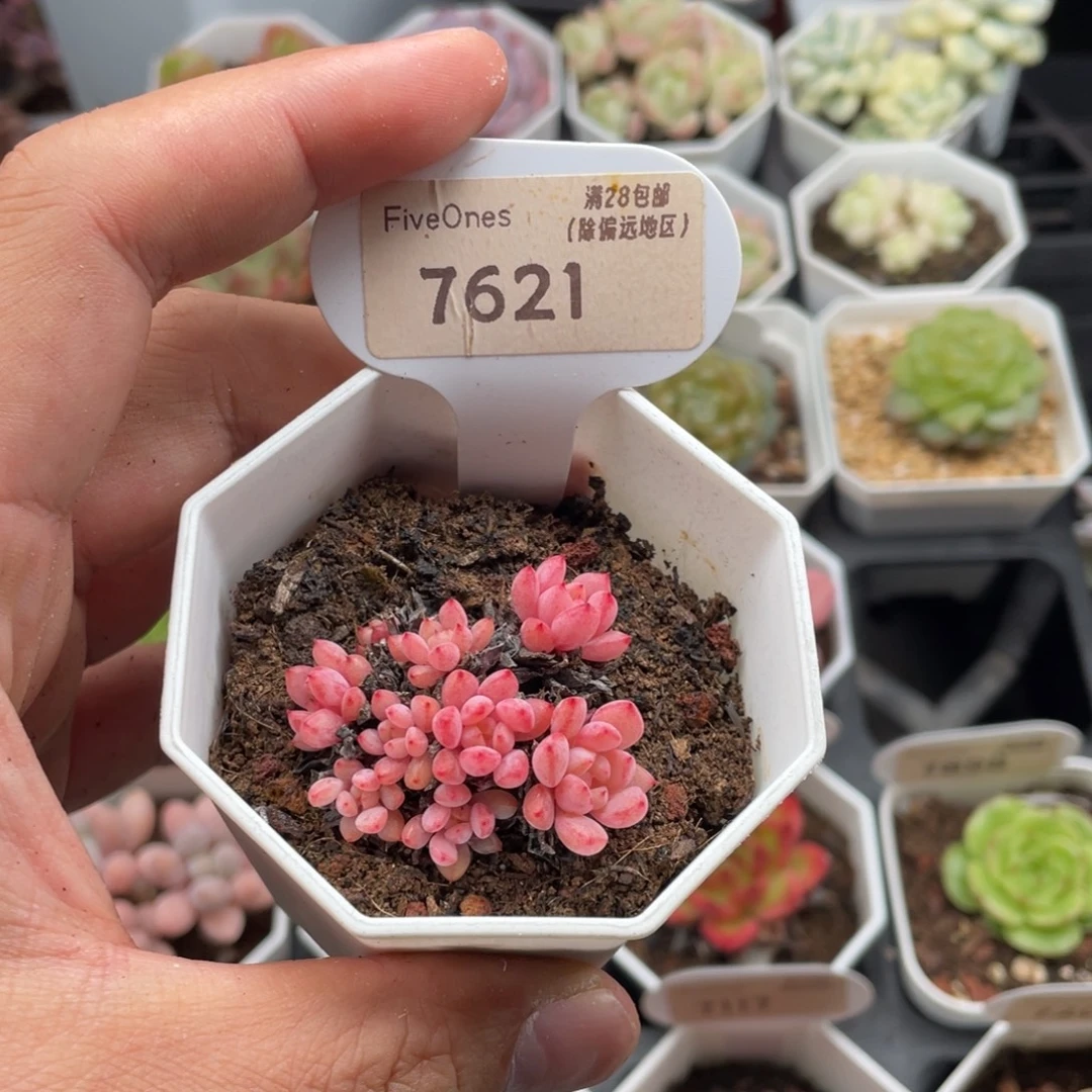可爱泡泡7621-4厘米