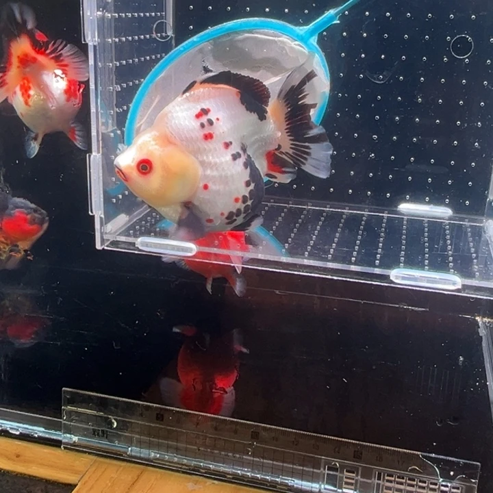 金鱼渔场直销玛丽金鱼