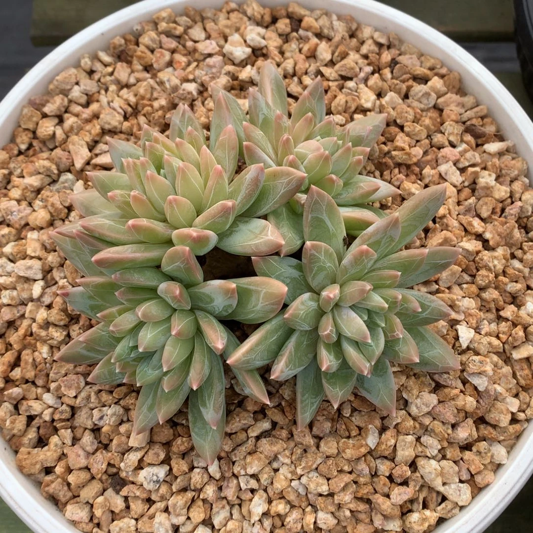 我们家的小姐姐们