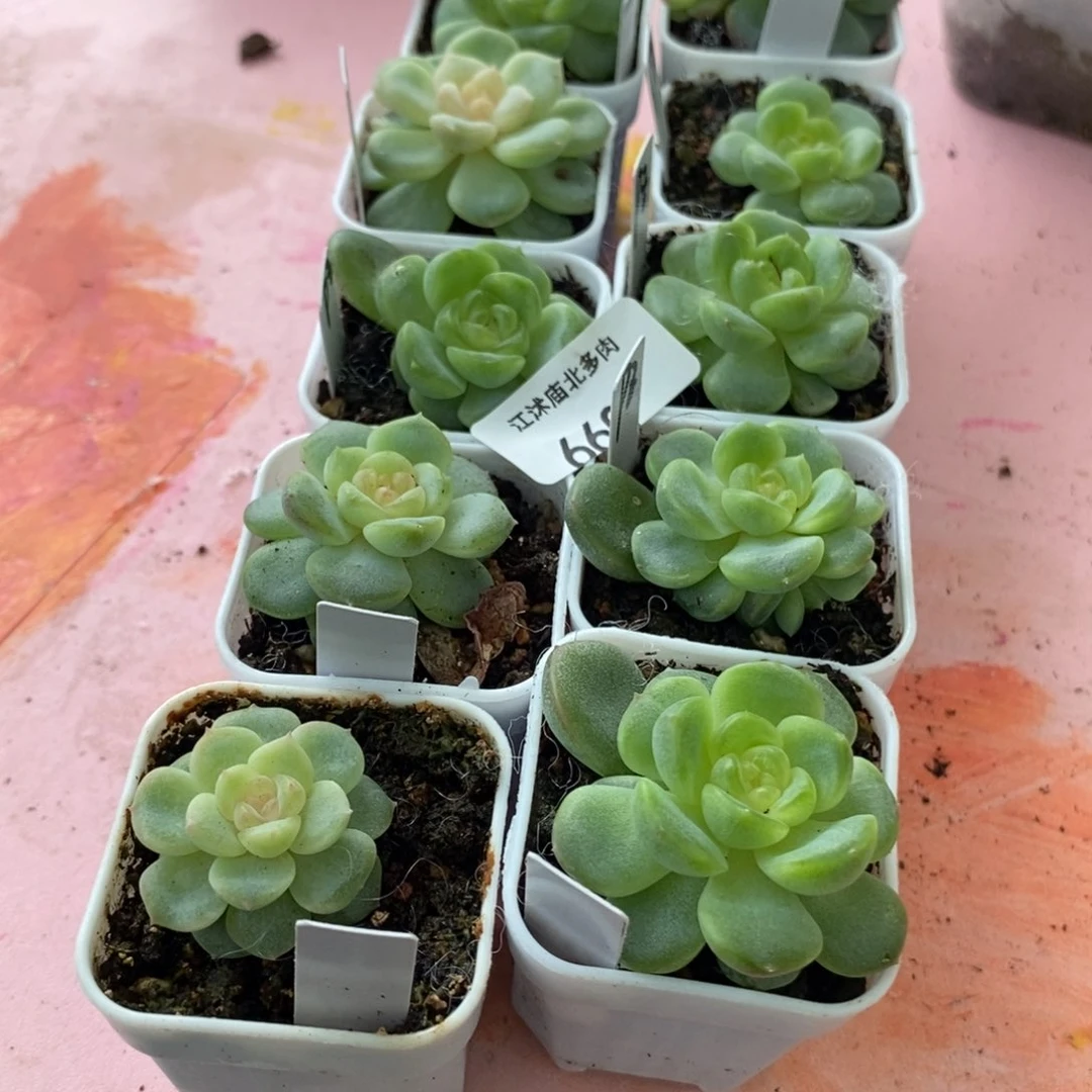 660号甜心飘枝一个