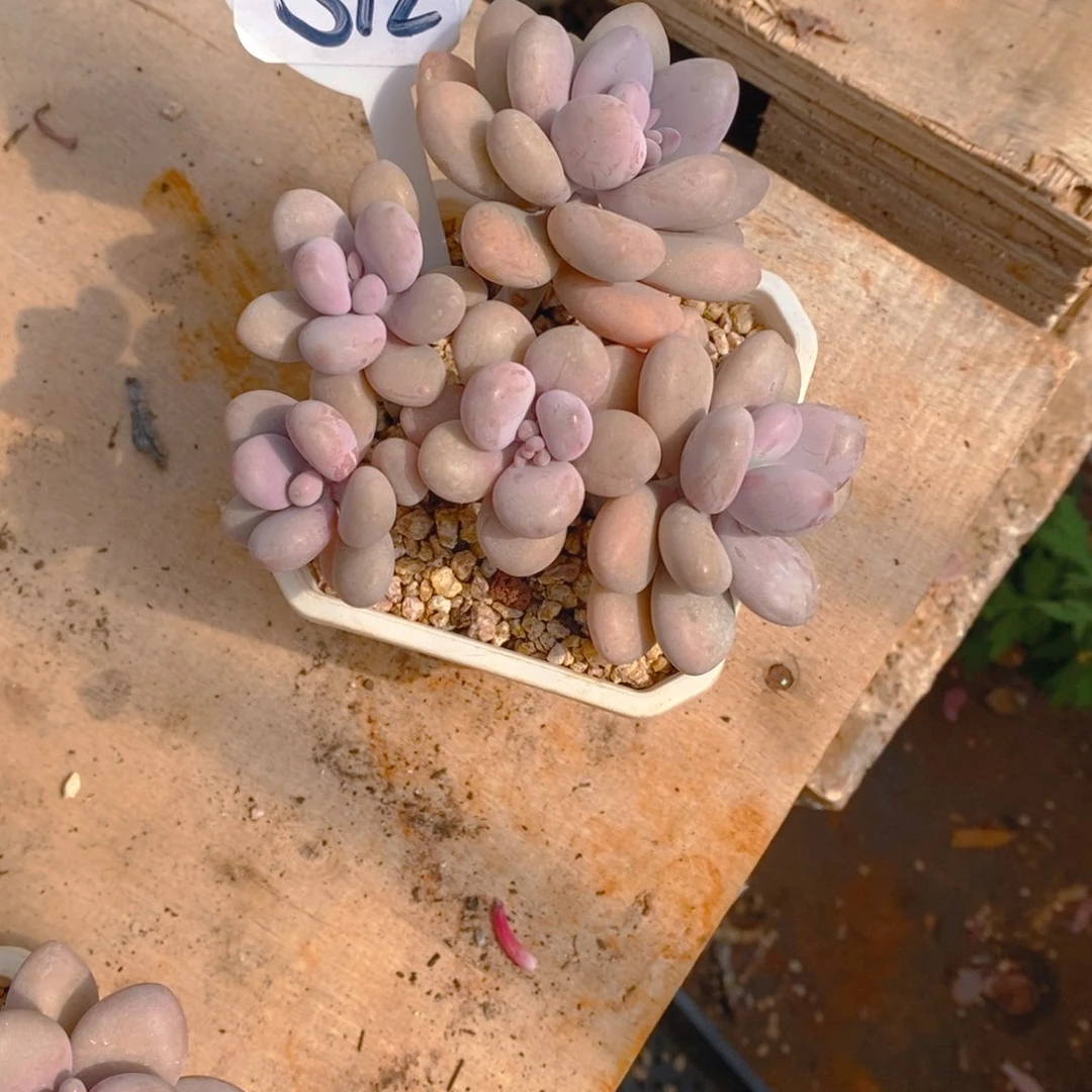 ?***?桃蛋群多肉植物