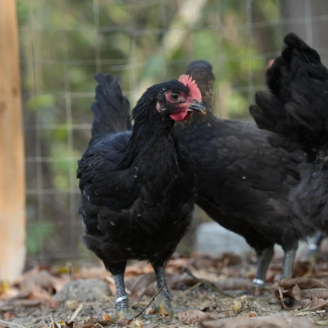 ZT山坑凤 宠物鸡 单只1斤半 5只装 顺丰包邮 到家包活30天 lds