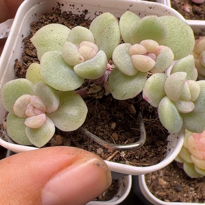 冰玉石化一物一拍精品糖心，尺寸不大介意勿拍