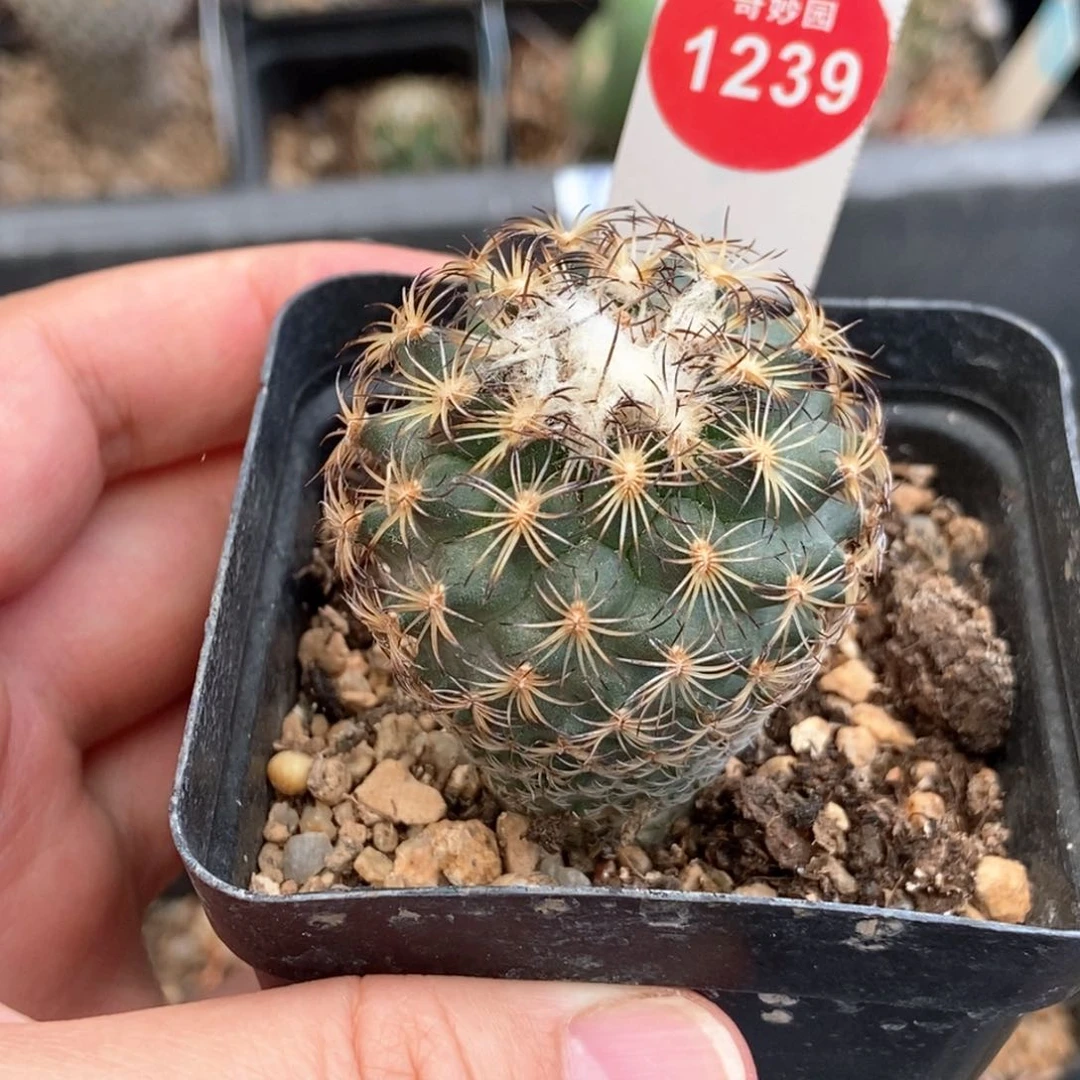 实生伊莎贝拉娇丽3.9cm