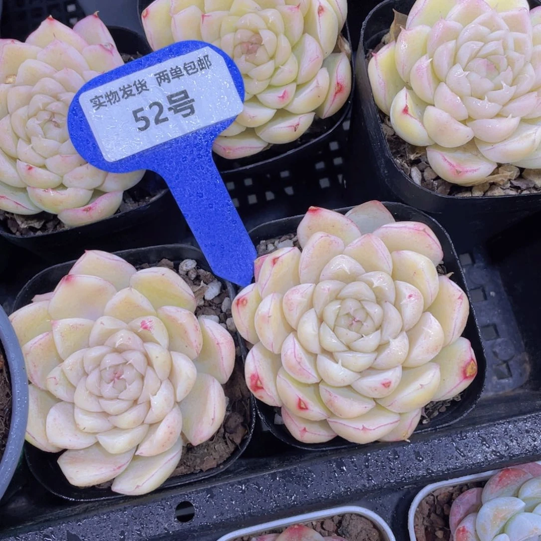 52号冰心麦秆单头一个