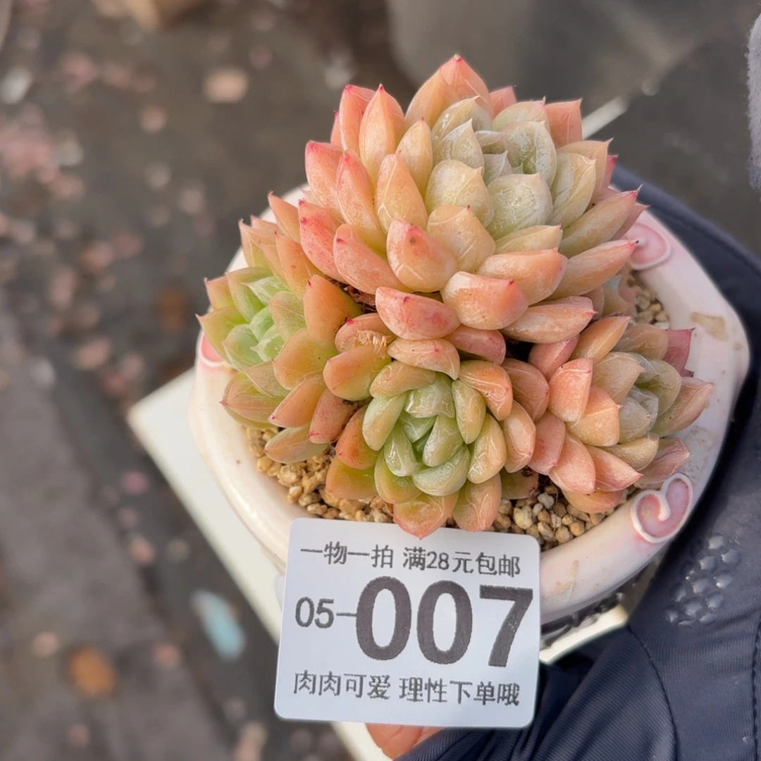 爱莎无盆土发货无