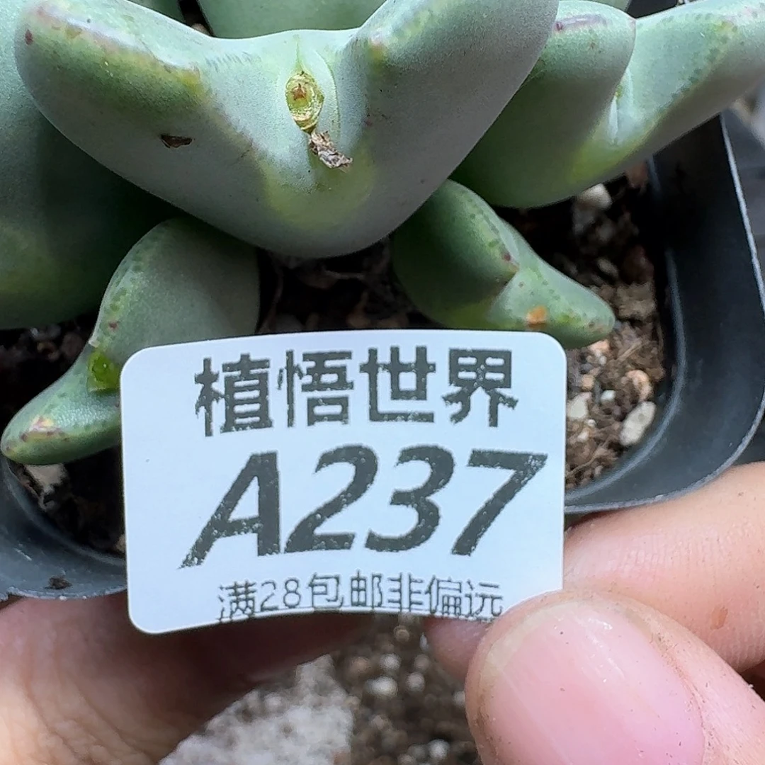 多肉植物的润泽fvb