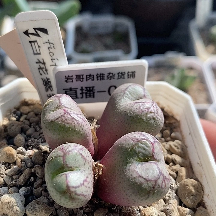 岛田种源白花紫猴4头群