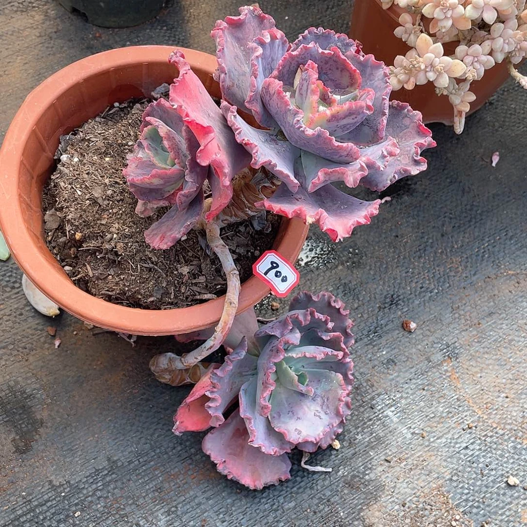 900号包菜一物一拍多肉