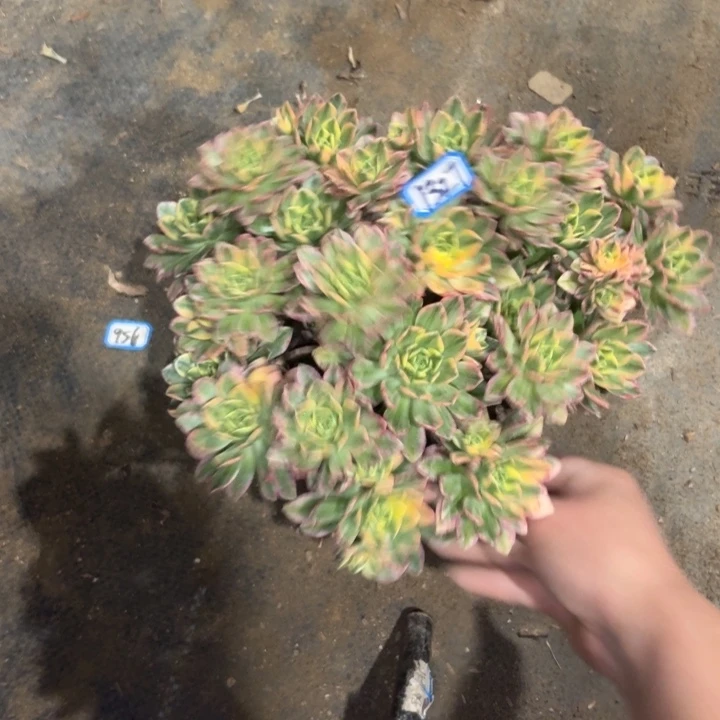 甜茶1327一物一拍法师多肉