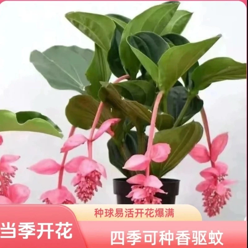 宝莲灯种球四季可种易活花卉四季开花盆栽浓香驱蚊虫室内外绿植