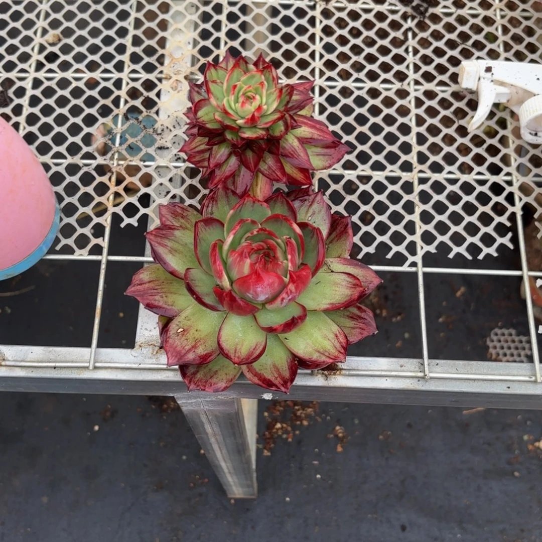 F***莲哈哈哈哈哈哈哈哈哈哈哈哈宝贝宝贝宝贝