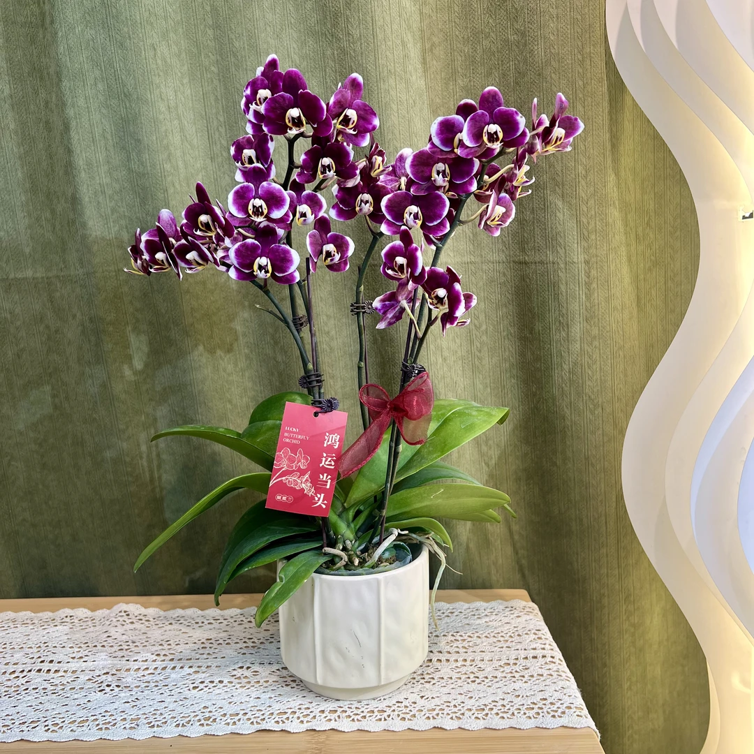 【巧克力】蝴蝶兰 稀有黑紫色蜡质小花 高端绿植花卉 送礼送人