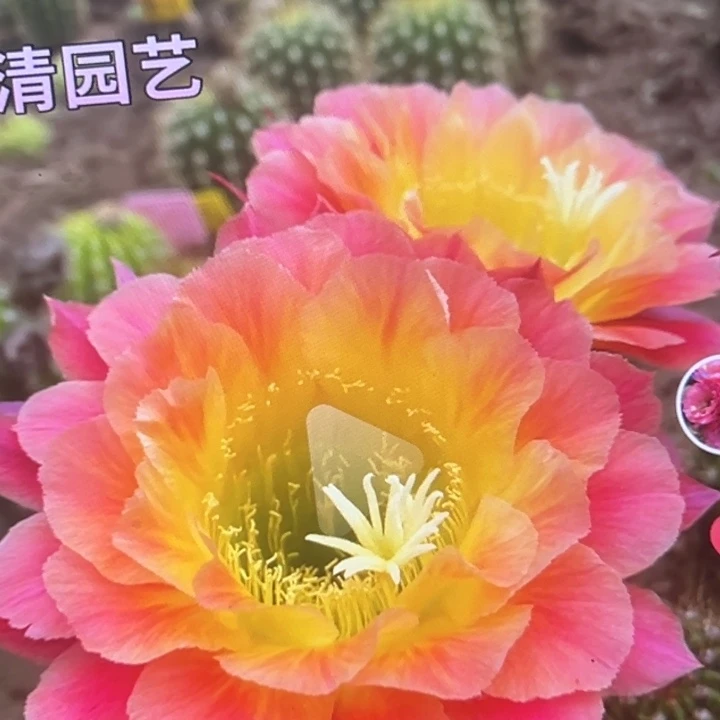 清清大满贯根瑕疵黑点