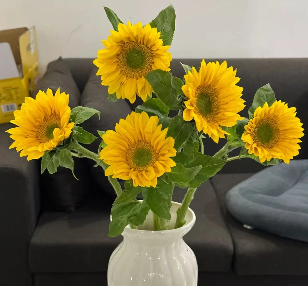 【绿心向日葵】云南优选鲜切花昆明基地直发家用插花节日