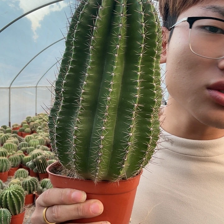 阿***哥无花朵彩草哈哈哈哈哈哈