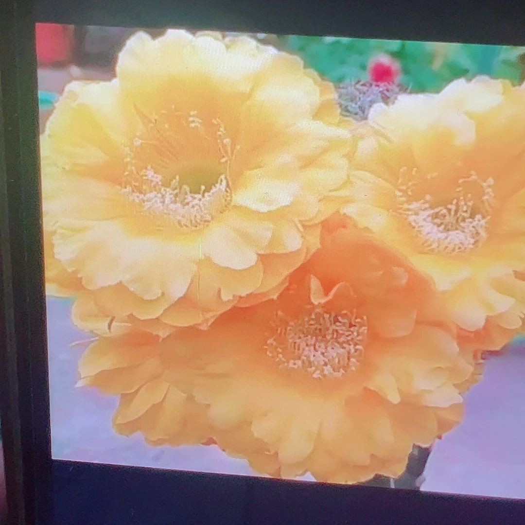 彩草 欢乐 侧芽 满20包邮