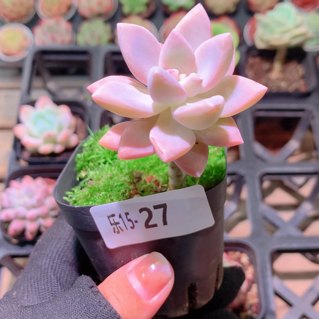 乐然15-27 淡雪单头