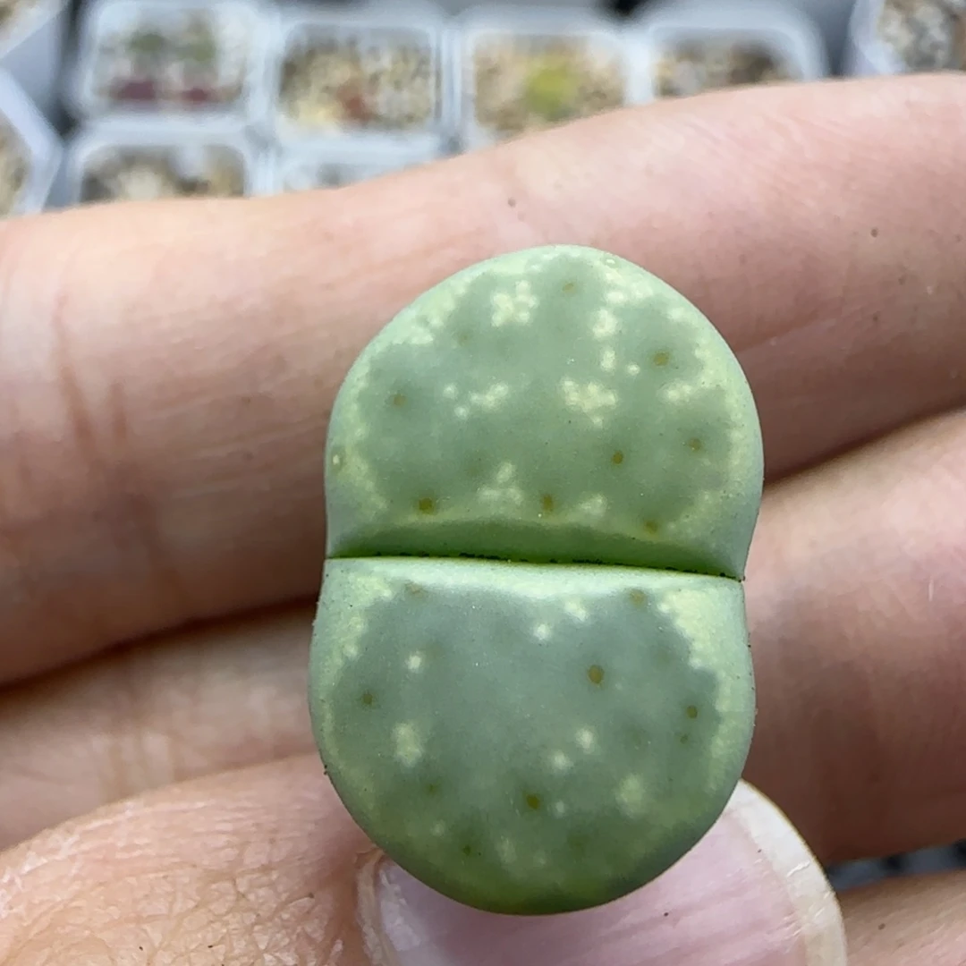 995 清框福利30包邮