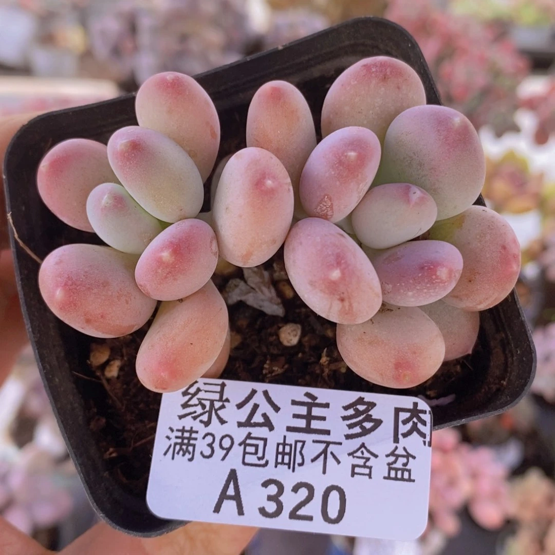 稻田姬6cm320多肉植物