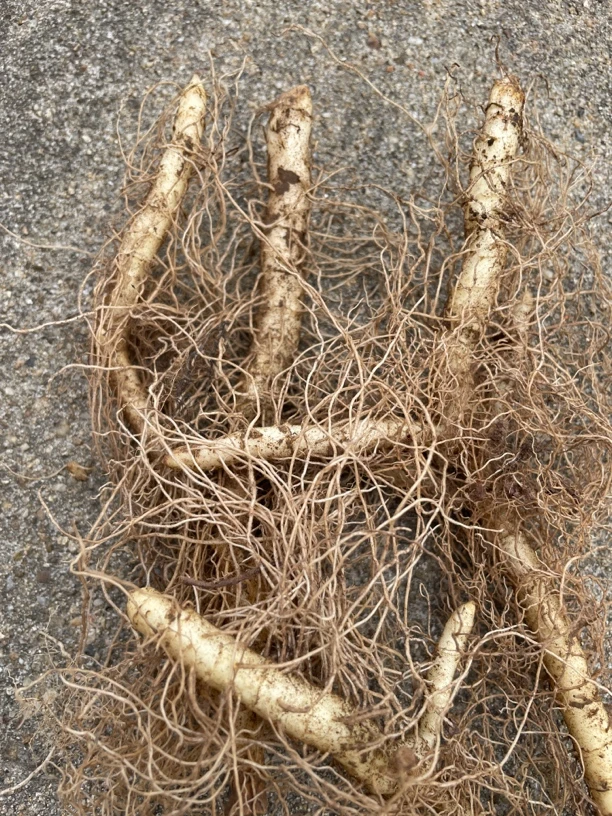 【东北野生鲜玉竹】可盆栽地栽耐寒耐热耐晒耐阴可晒干煲汤