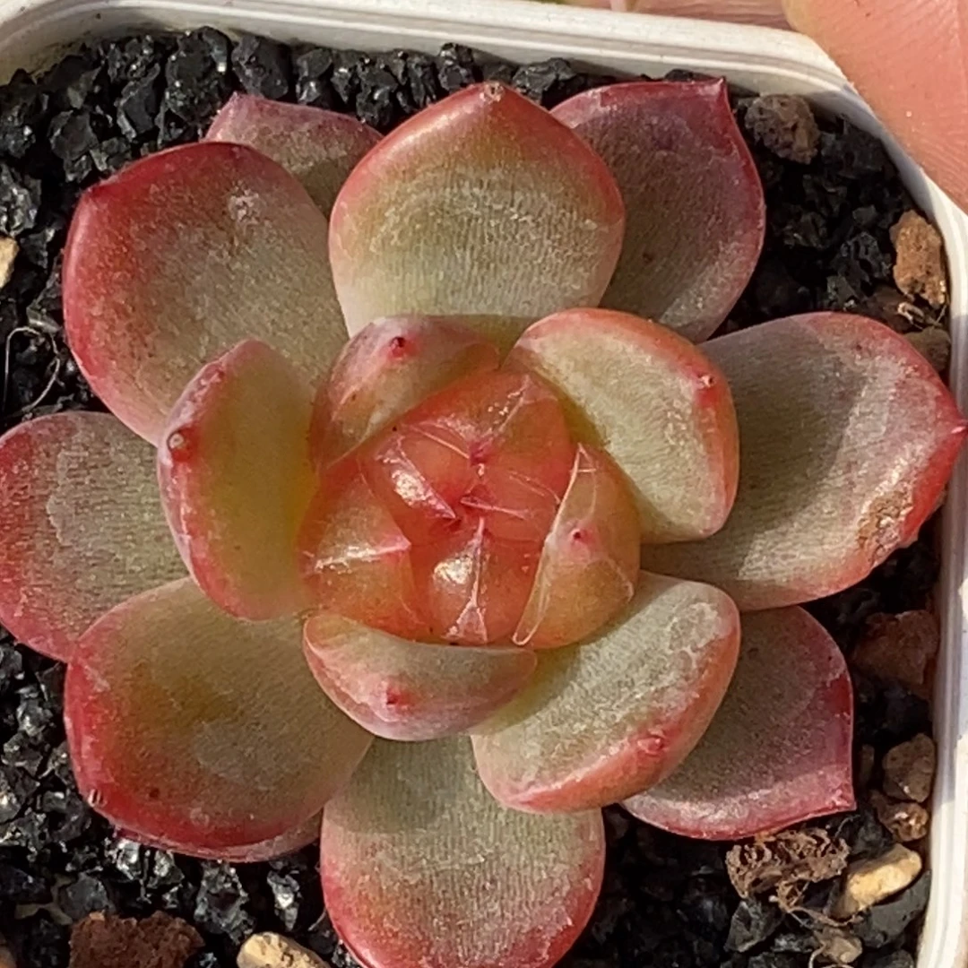 天官赐福百无禁忌