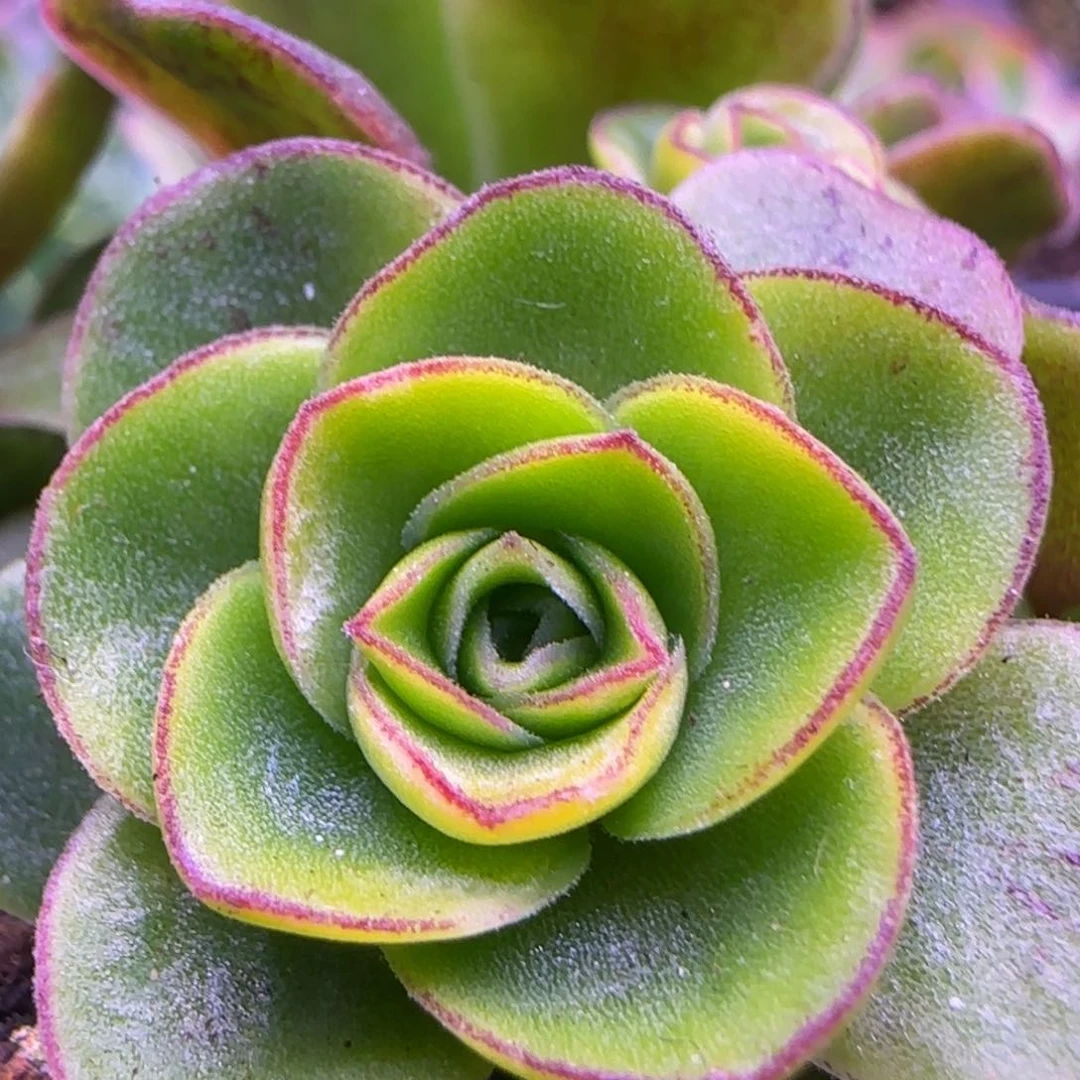 麒麟玫瑰侧芽群3厘米142424276568