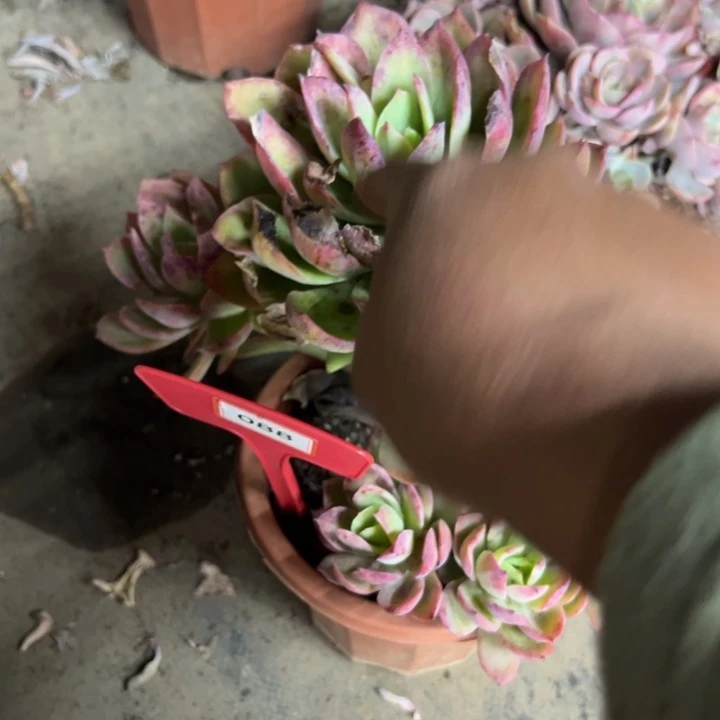 香*儿巧一多肉植物088
