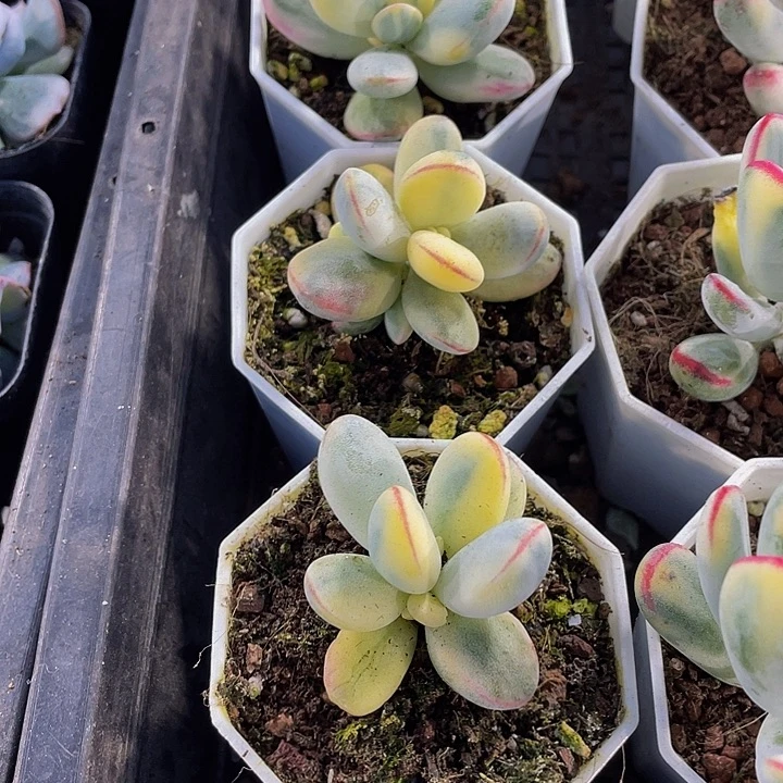 乒乓锦带盆土发货