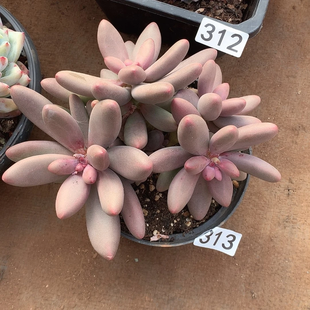 313 一物一拍多肉