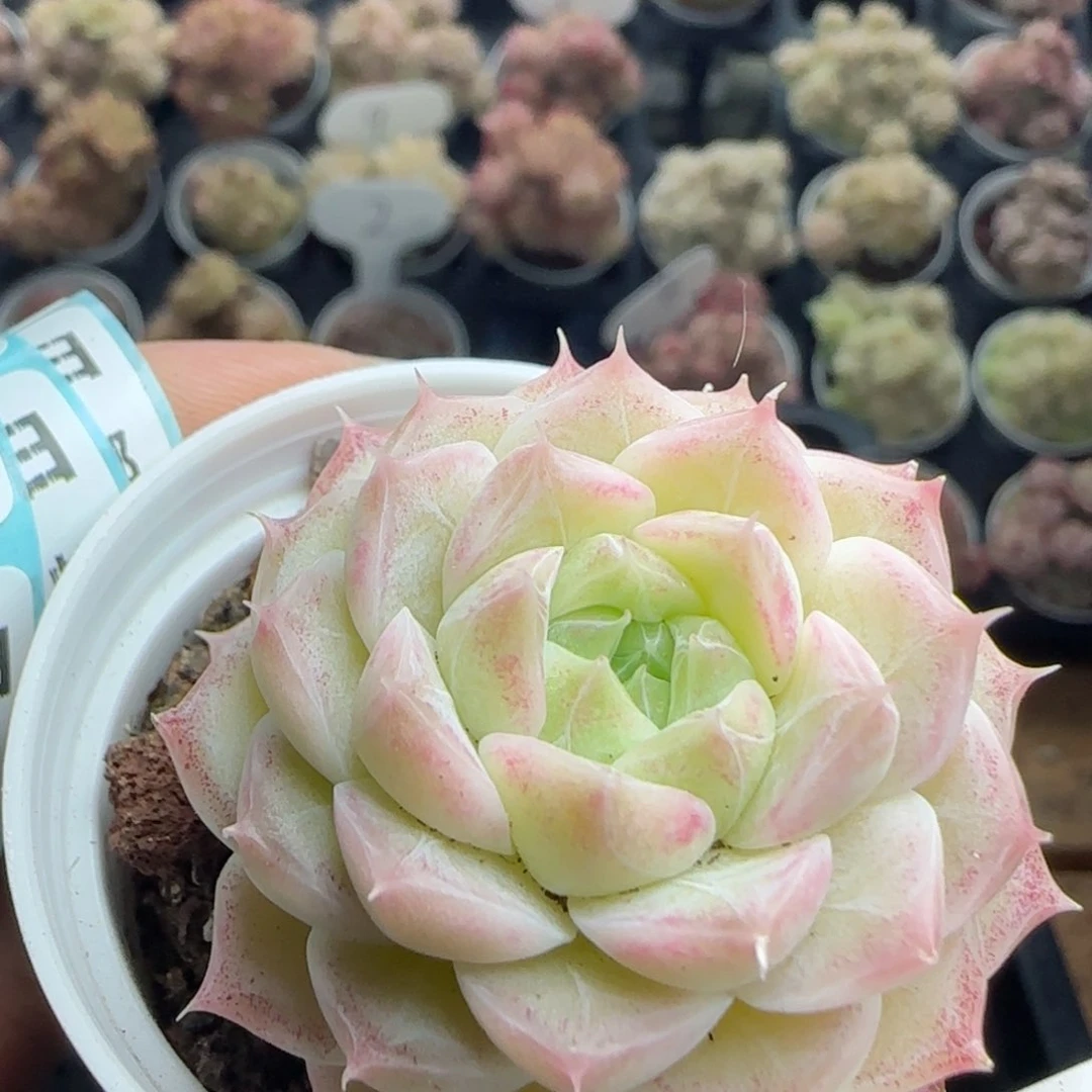 花语逸镜0226-483