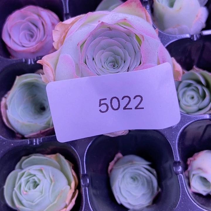 虫**王5022山地玫瑰花群