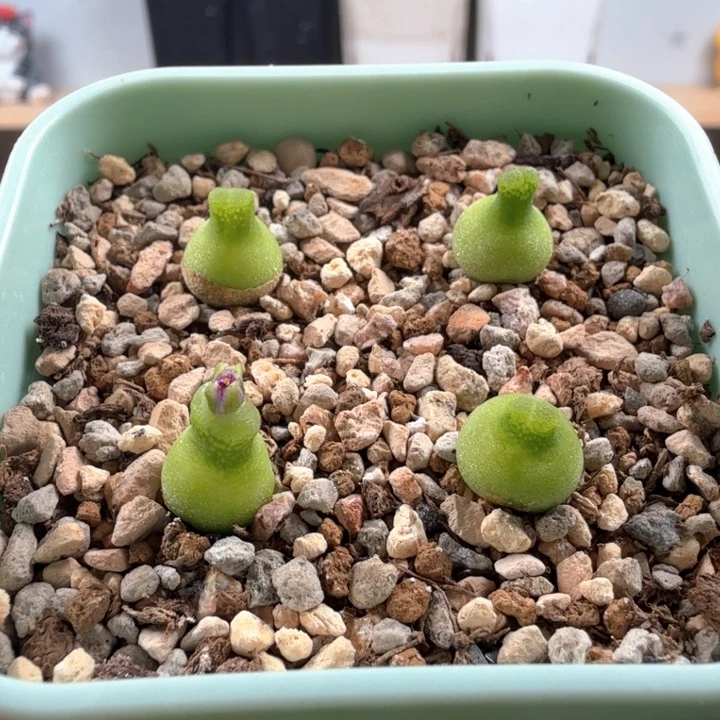 小葫芦4颗 0.85厘米 带盆发