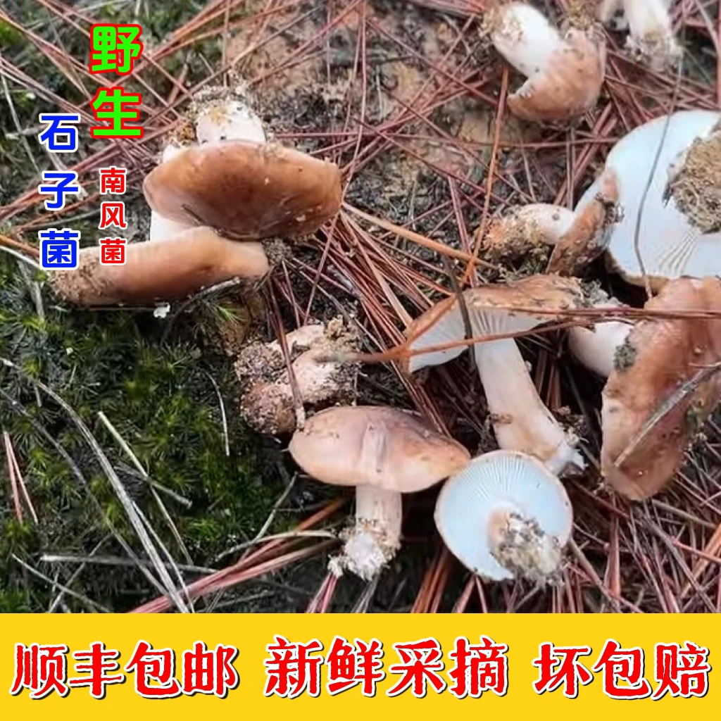 野生新鲜南风菇石子菌白棕口蘑松蘑现采现发冻菇路基菇现摘蘑菇