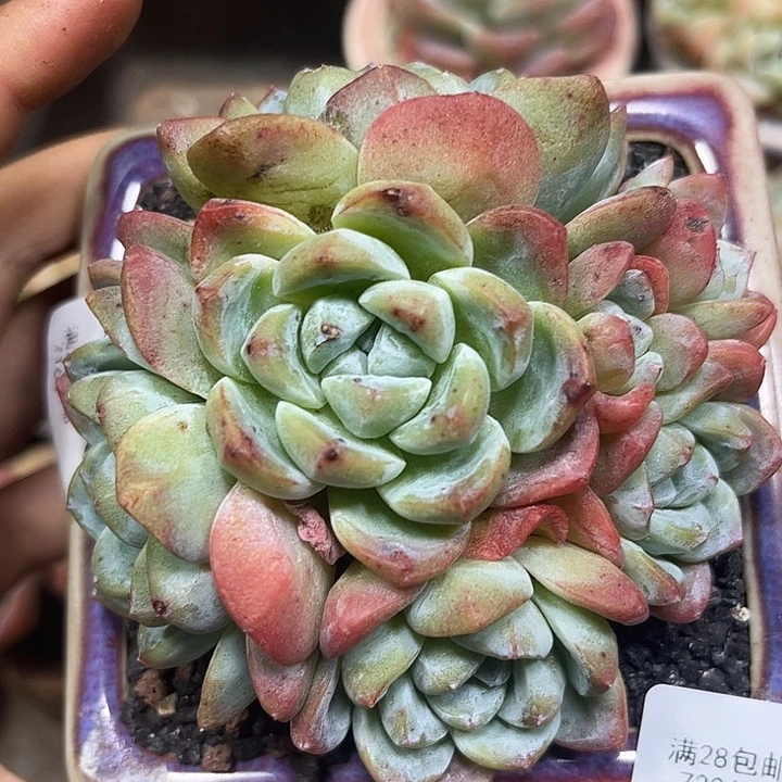 7336冰玉7头多肉