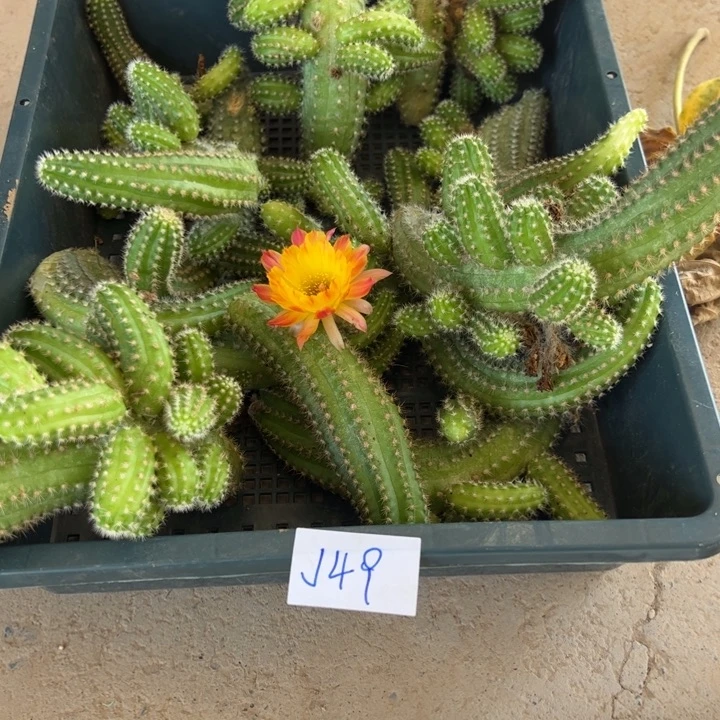 冰***洁J49白檀侧芽一筐55