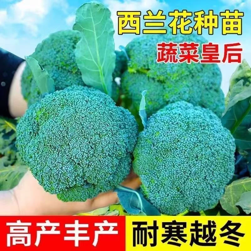 【西兰花苗】秧苗菜花秧苗带土苗秧西兰苔秧苗菜苗四季西蓝花正品
