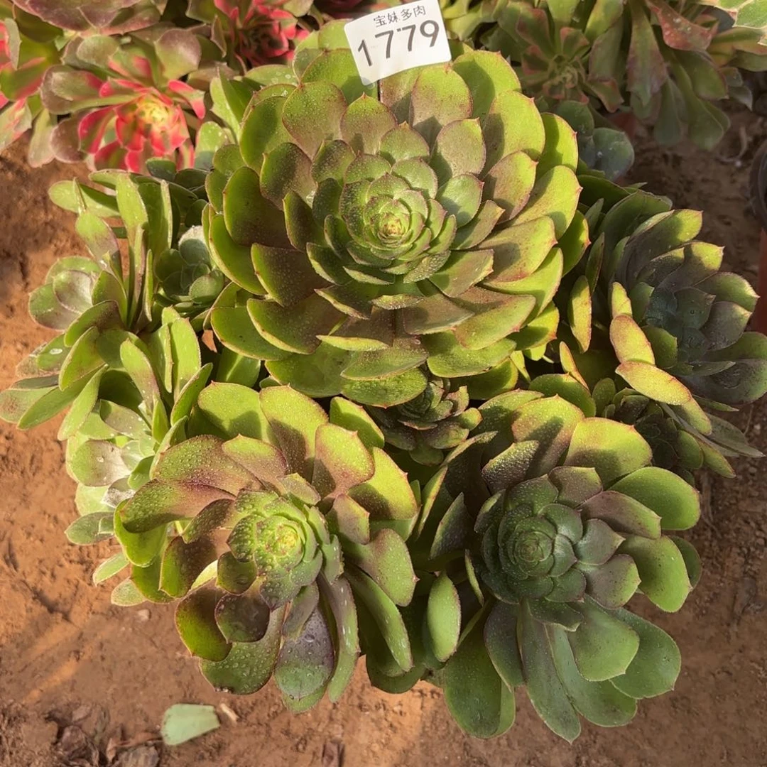 万圣节一物一拍1779二号棚