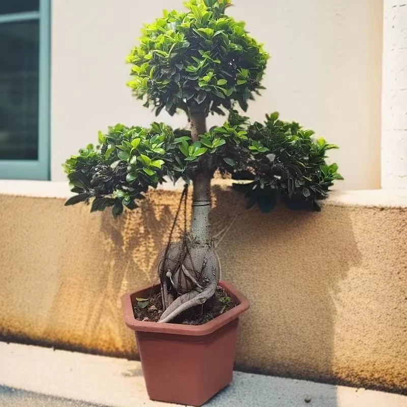 【40年老桩】金钱榕树盆景老桩大型室内造型人参榕树盆景四季常青