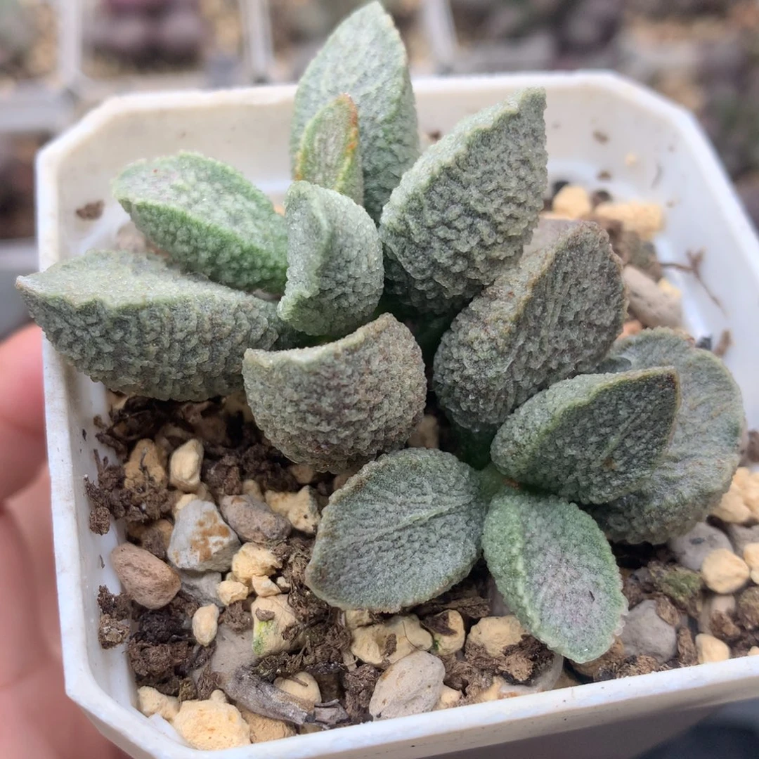 绿猪肝 一物一拍母本