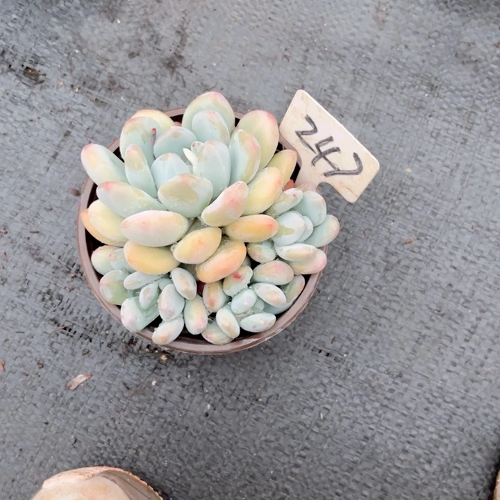 9.9包邮三天发货